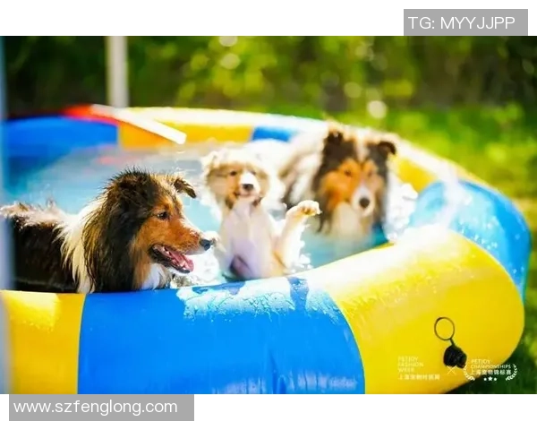 猫足球服的时尚潮流探索与宠物运动风尚的完美结合